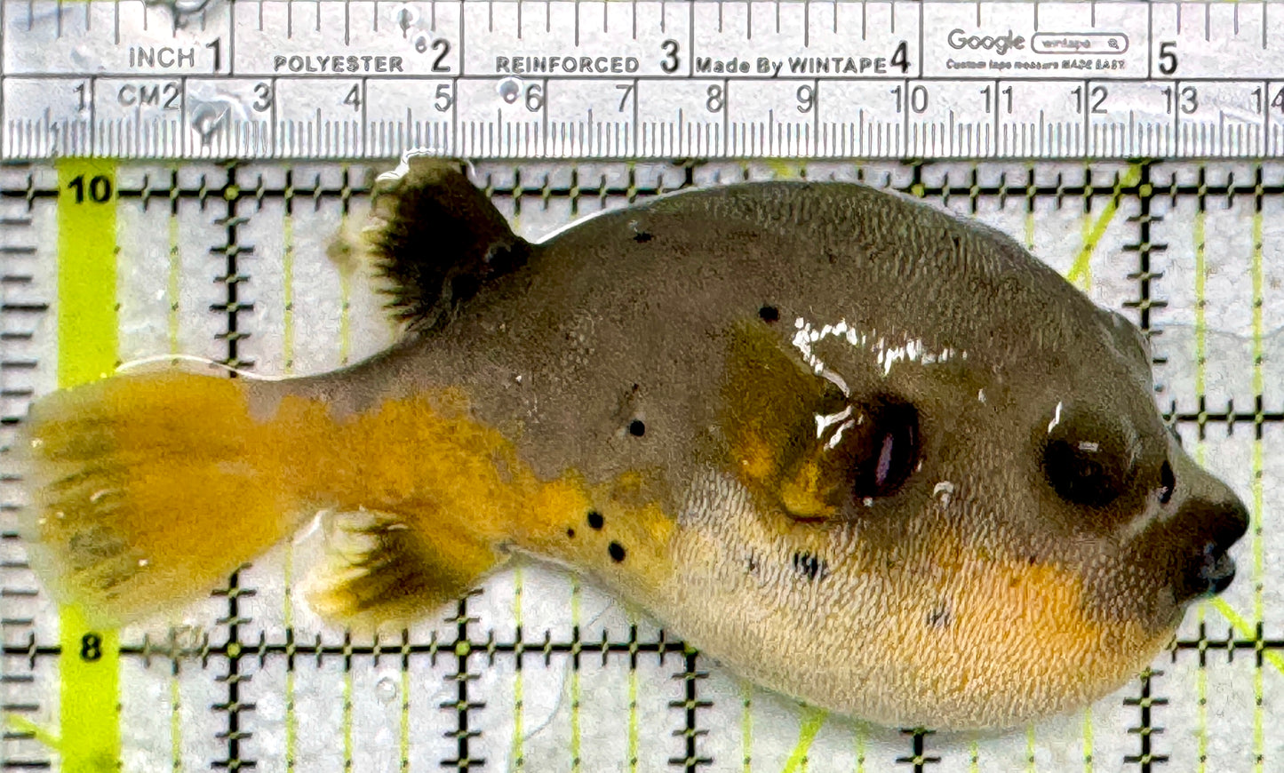 Yellow Belly Dogface Pufferfish YBDP103001 WYSIWYG Size: XL 5.5"