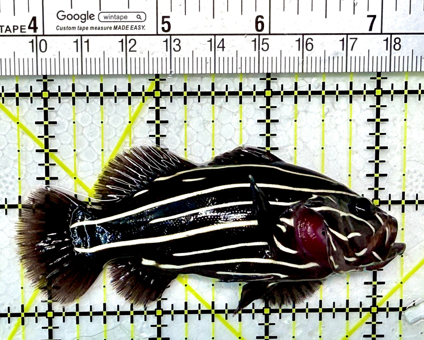 Six-Lined Soapfish SLS120201 WYSIWYG Size: ML 3.5"