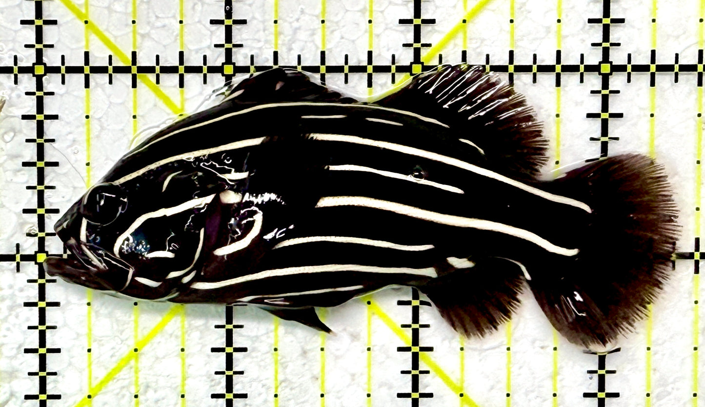 Six-Lined Soapfish SLS120201 WYSIWYG Size: ML 3.5"