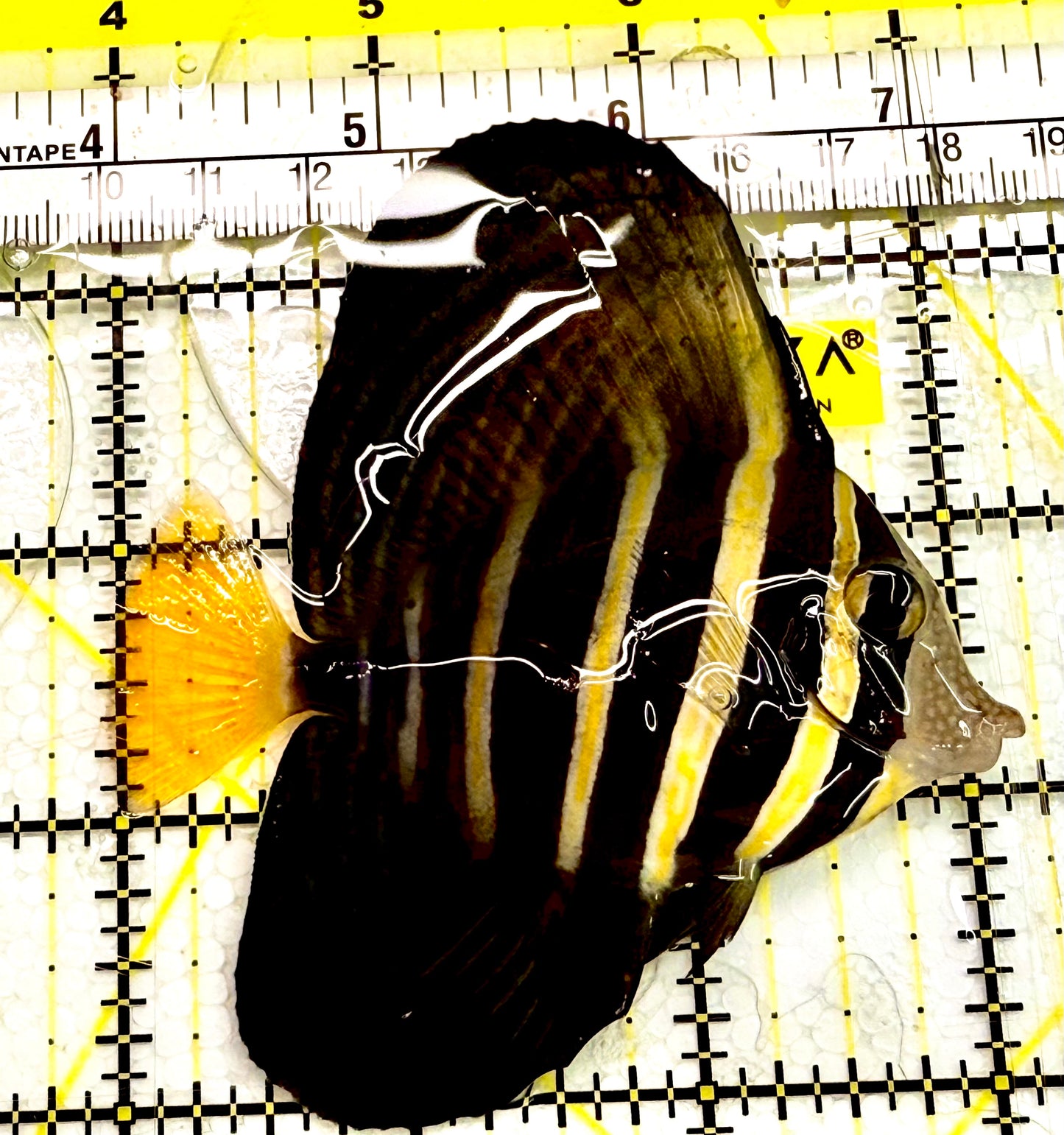 Sailfin Tang ST041802 WYSIWYG Size: 3.5" Approx