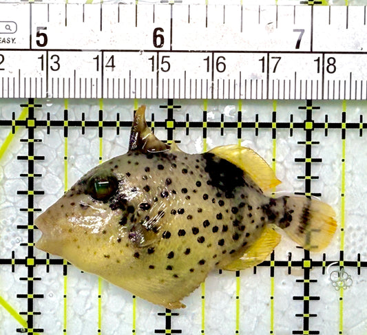 Yellowmargin Triggerfish YT120201 WYSIWYG Size: SM 2.25"