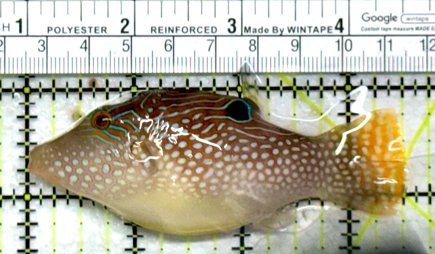 Blue Spot Toby Pufferfish BSTP103001 WYSIWYG Size: L 3.5"