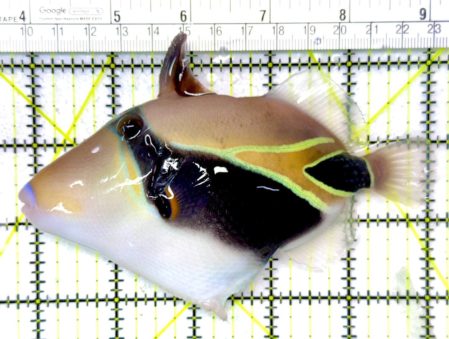 Rectangle Triggerfish RT120202 WYSIWYG Size: XL 5.25"