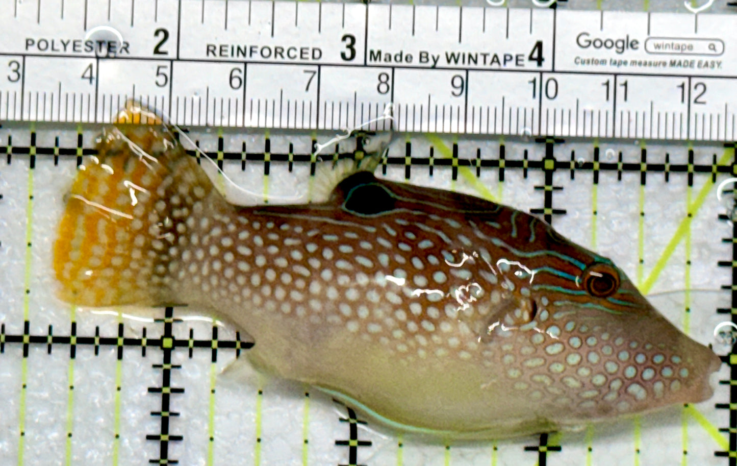 Blue Spot Toby Pufferfish BSTP103001 WYSIWYG Size: L 3.5"