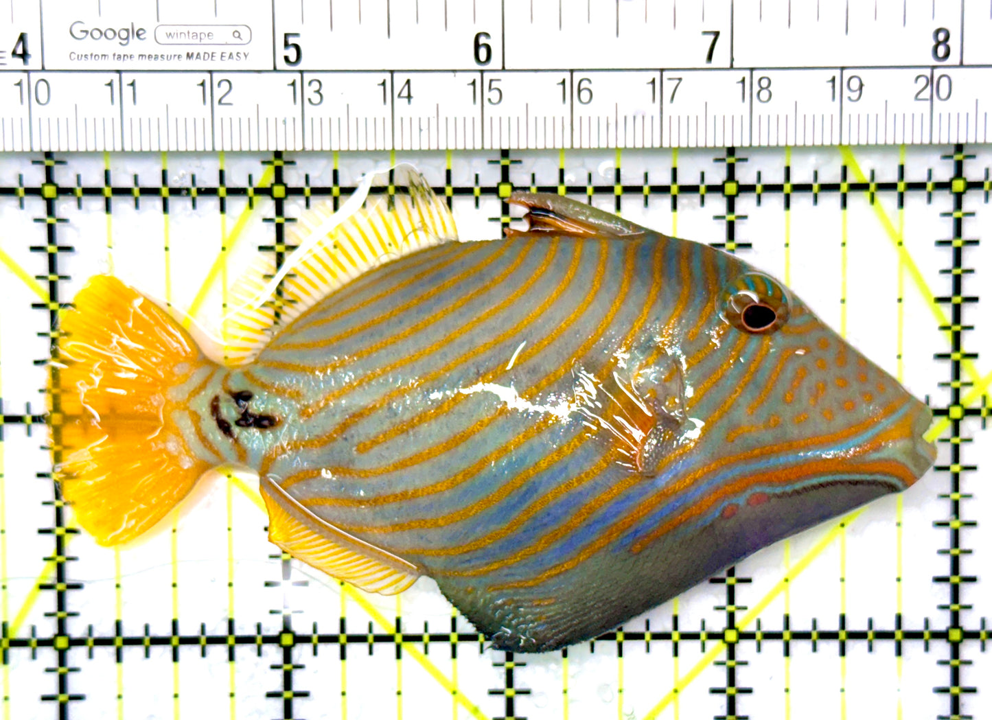 Undulated Triggerfish UT120201 WYSIWYG Size: M 4"