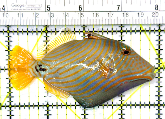 Undulated Triggerfish UT120201 WYSIWYG Size: M 4"