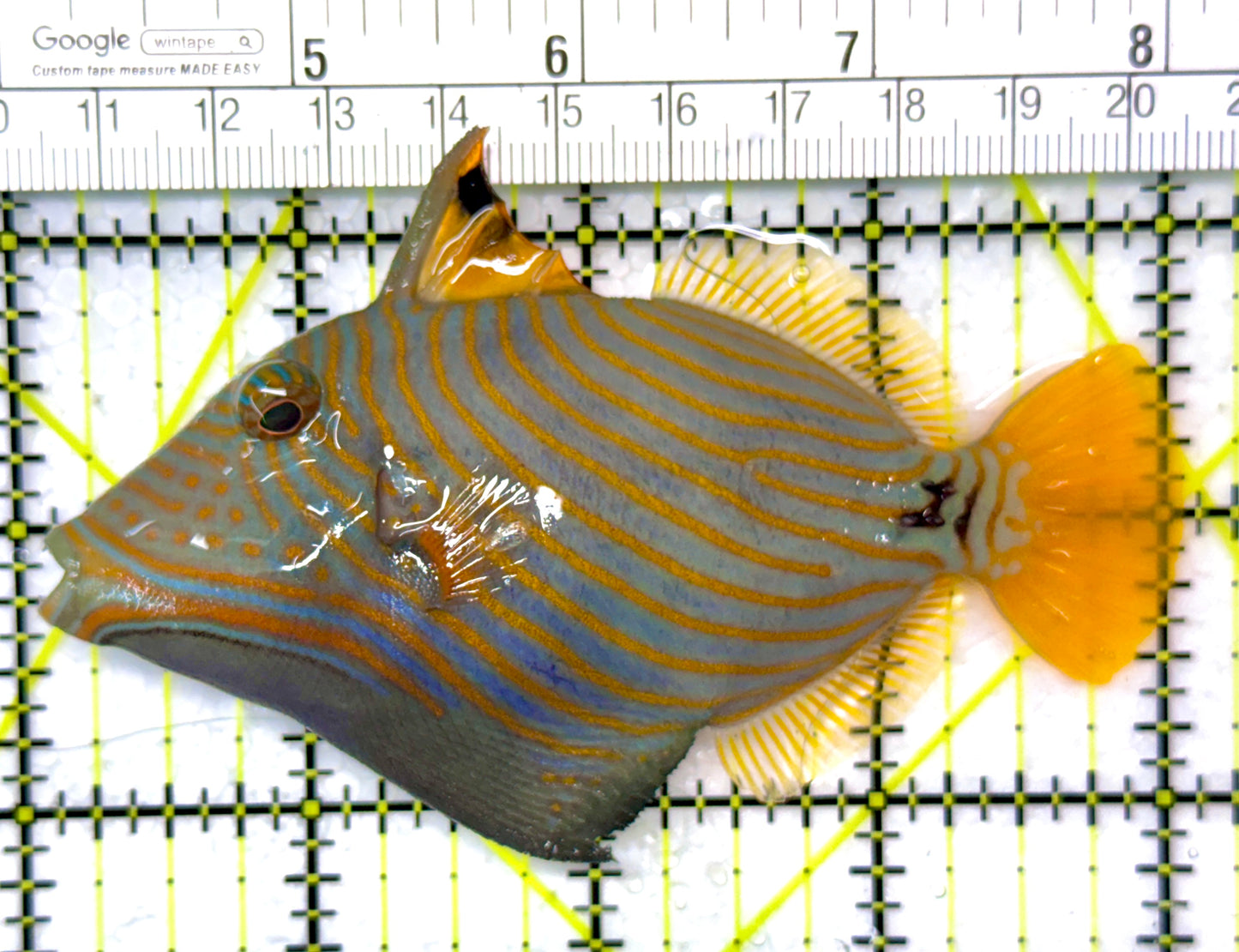 Undulated Triggerfish UT120201 WYSIWYG Size: M 4"