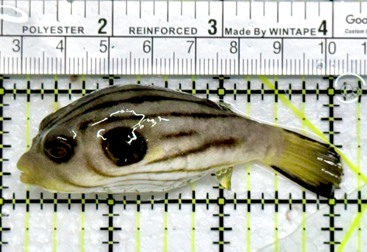 Manila Lined Pufferfish MLP103001 WYSIWYG Size: S 3"