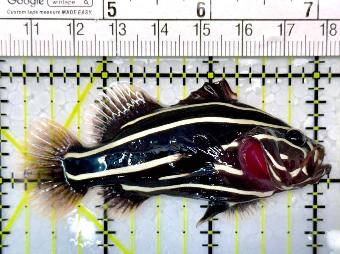 Six-Lined Soapfish SLS120202 WYSIWYG Size: M 3"