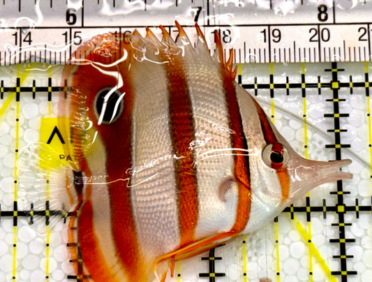 Copperband Butterflyfish CPB041604 WYSIWYG Size: M 2.5" Approx