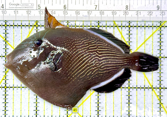 Black Triggerfish BT120202 WYSIWYG Size: L 5"