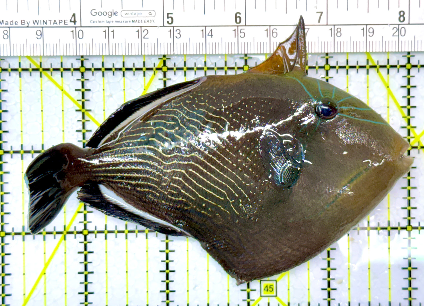 Black Triggerfish BT120202 WYSIWYG Size: L 5"