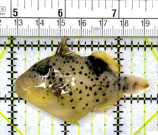 Yellowmargin Triggerfish YT120202 WYSIWYG Size: SM 2.5"