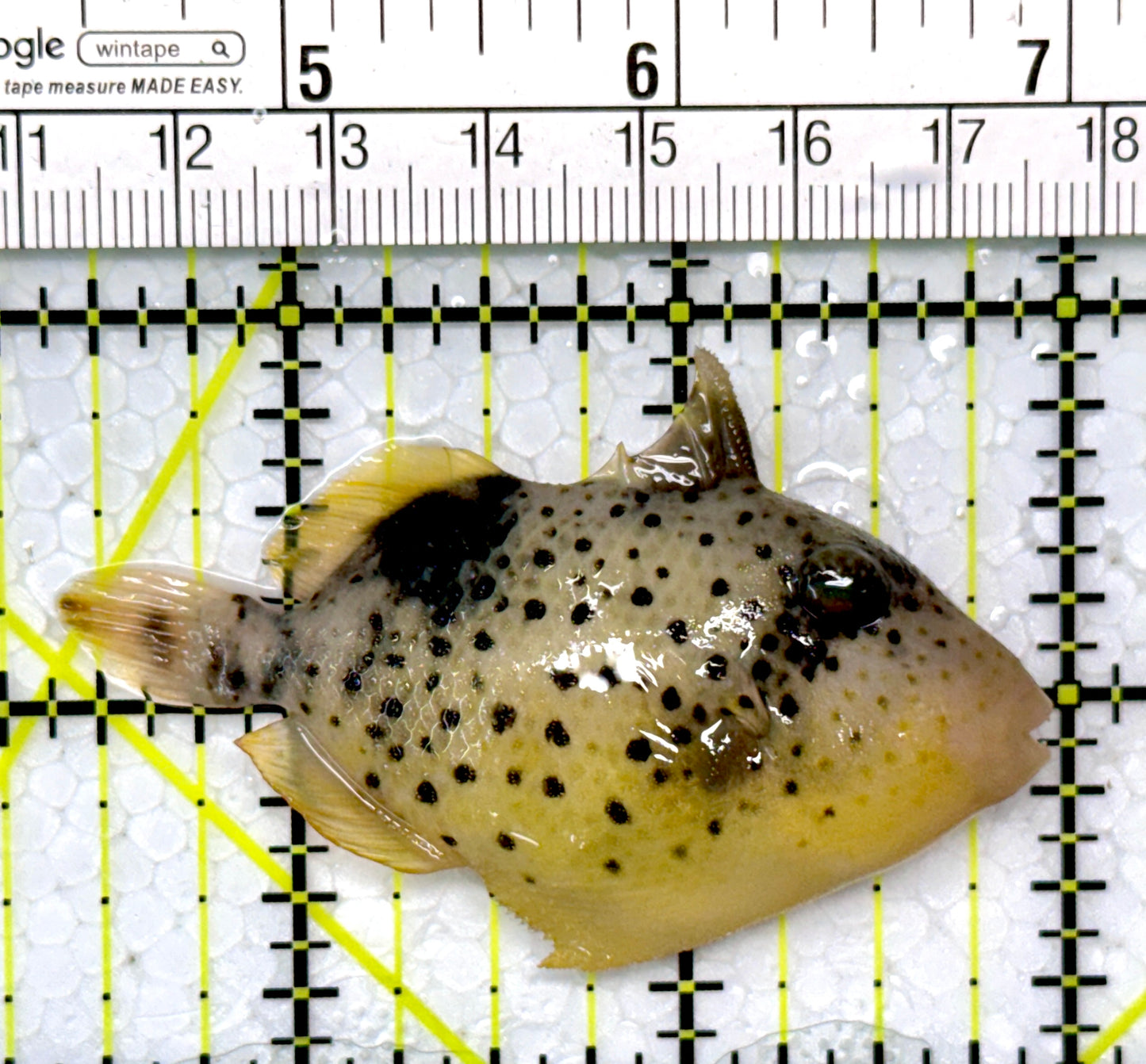 Yellowmargin Triggerfish YT120202 WYSIWYG Size: SM 2.5"