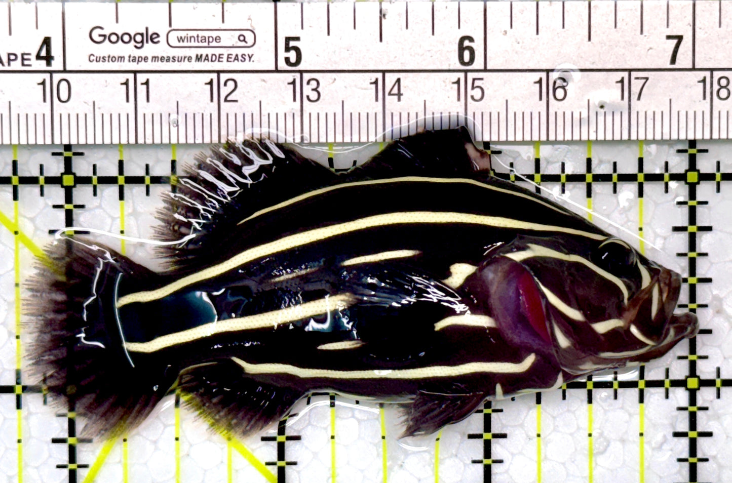 Six-Lined Soapfish SLS120203 WYSIWYG Size: ML 3.25"