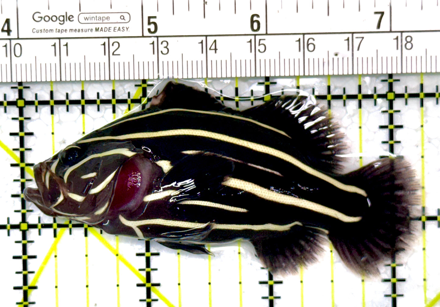 Six-Lined Soapfish SLS120203 WYSIWYG Size: ML 3.25"