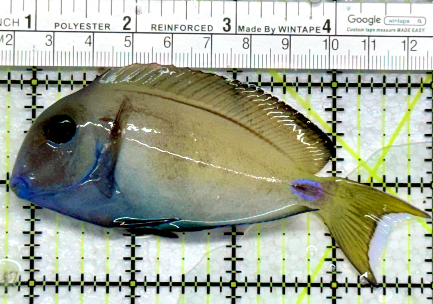 Lieutenant Tang LT103001 WYSIWYG Size: M 4.25"