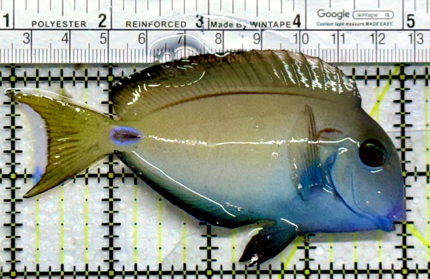 Lieutenant Tang LT103001 WYSIWYG Size: M 4.25"