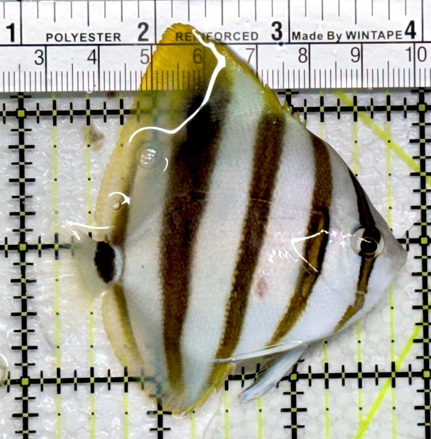 Ocellated Butterflyfish OB103001 WYSIWYG Size: 3"