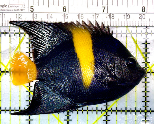 Asfur Angelfish AA120201 WYSIWYG Size ML: 4.5"