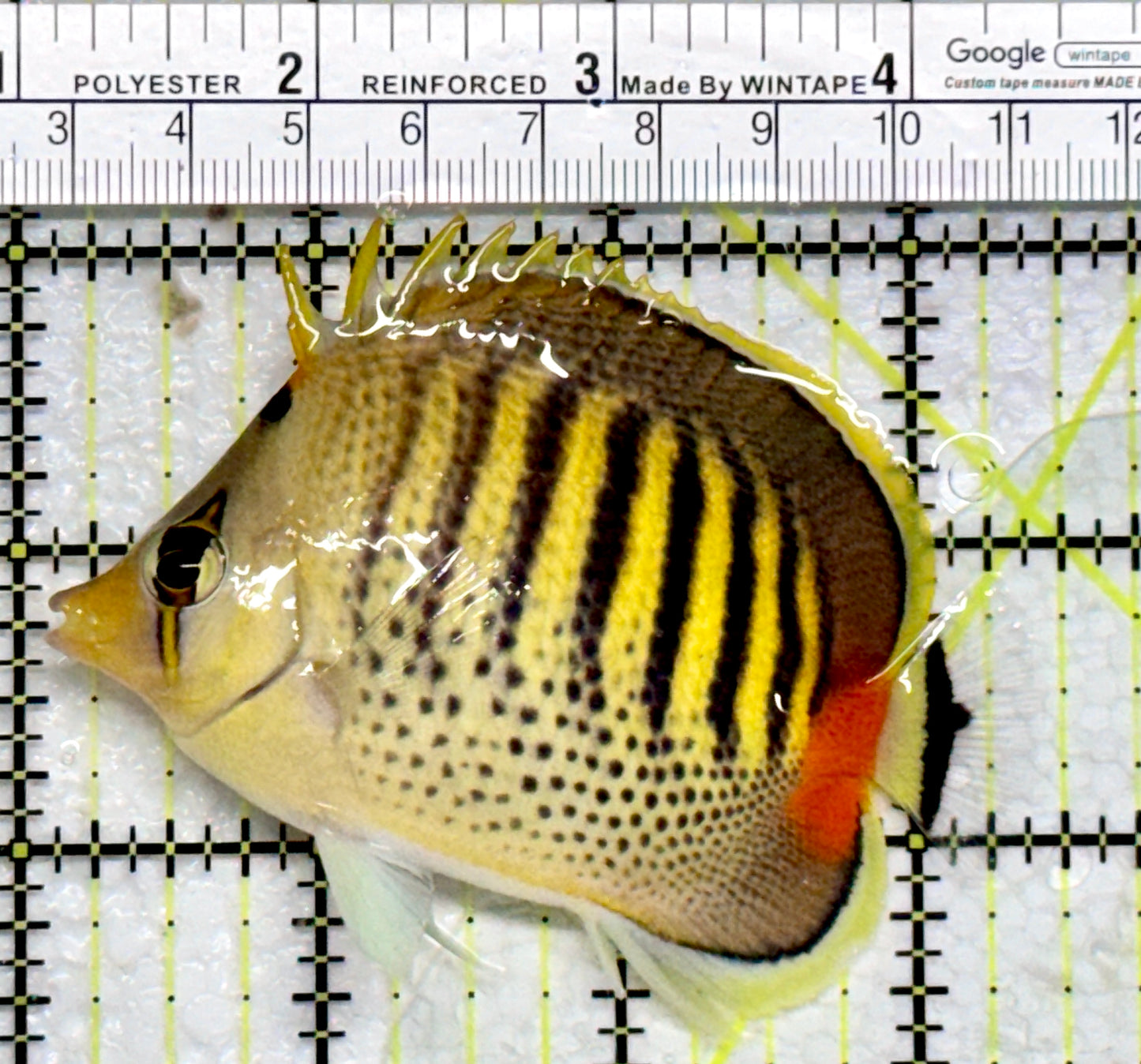 Punctato Butterflyfish PBF103001 WYSIWYG Size: M 3.5"
