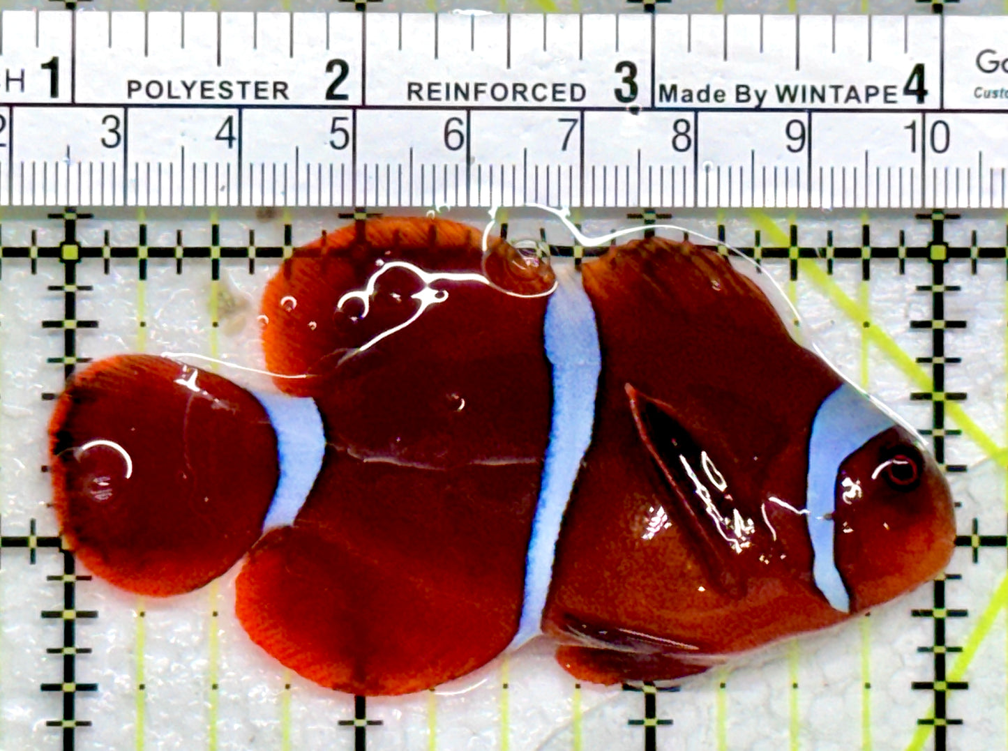 White Stripe Maroon Clownfish WSMC103001 WYSIWYG Size: L 3"