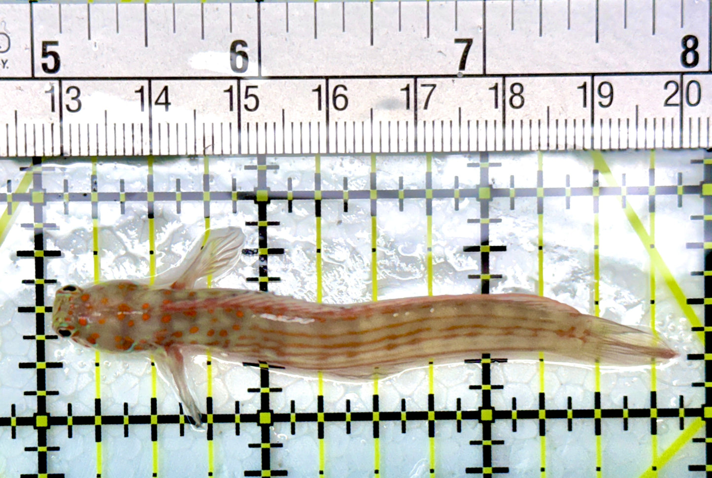 Orange Spotted Blenny (Maldives) OSB120201 WYSIWYG Size: 3"