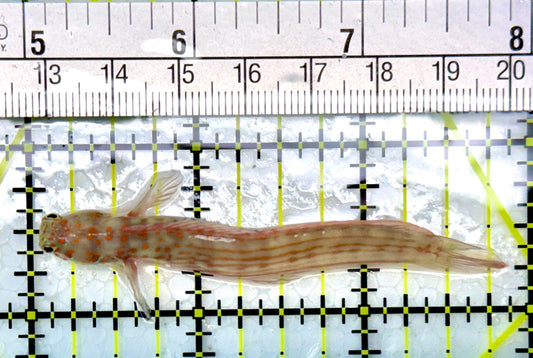 Orange Spotted Blenny (Maldives) OSB120201 WYSIWYG Size: 3"