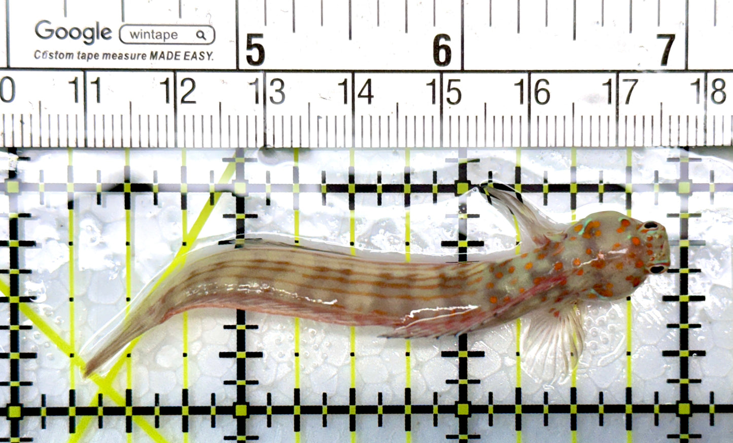 Orange Spotted Blenny (Maldives) OSB120201 WYSIWYG Size: 3"