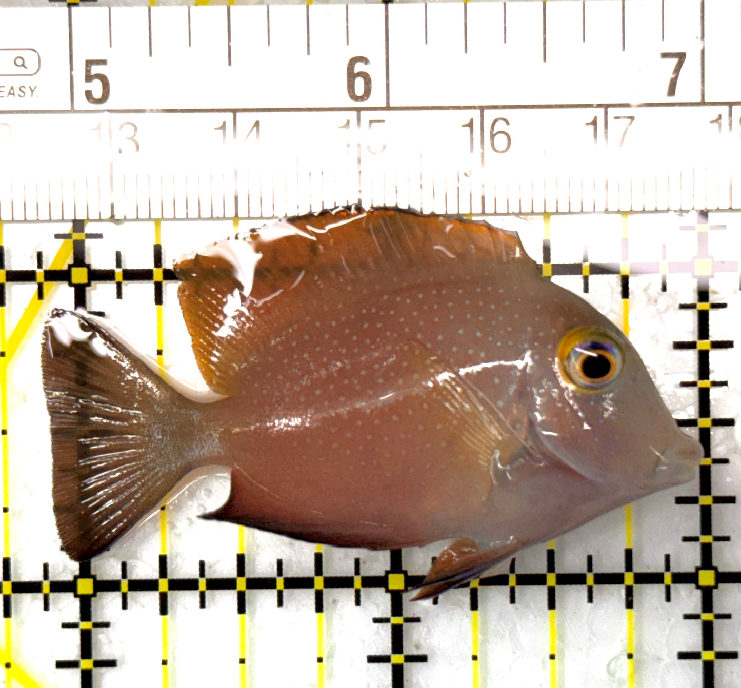 Yellow Eye Kole Tang (Spotted) YEKT120201 WYSIWYG Size: M 2.25" approx