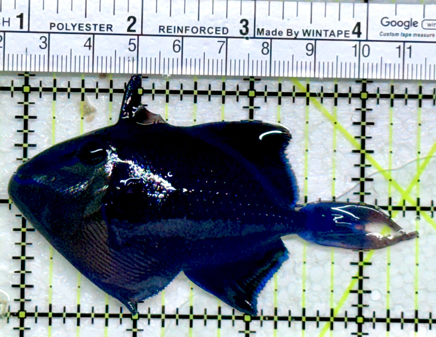 Niger Triggerfish NT103001 WYSIWYG Size: ML 3.5"
