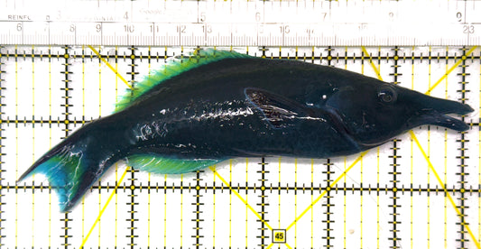 Green Bird Wrasse GBW120201 WYSIWYG Size: XL 7" approx
