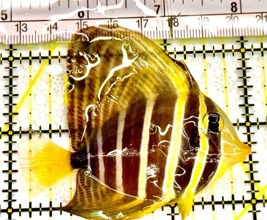 Sailfin Tang ST041701 WYSIWYG Size: 3.5" Approx