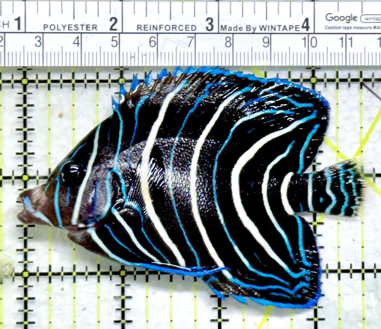 Koran Angelfish Juvenile KAJ110601 WYSIWYG Size: L 3.5"