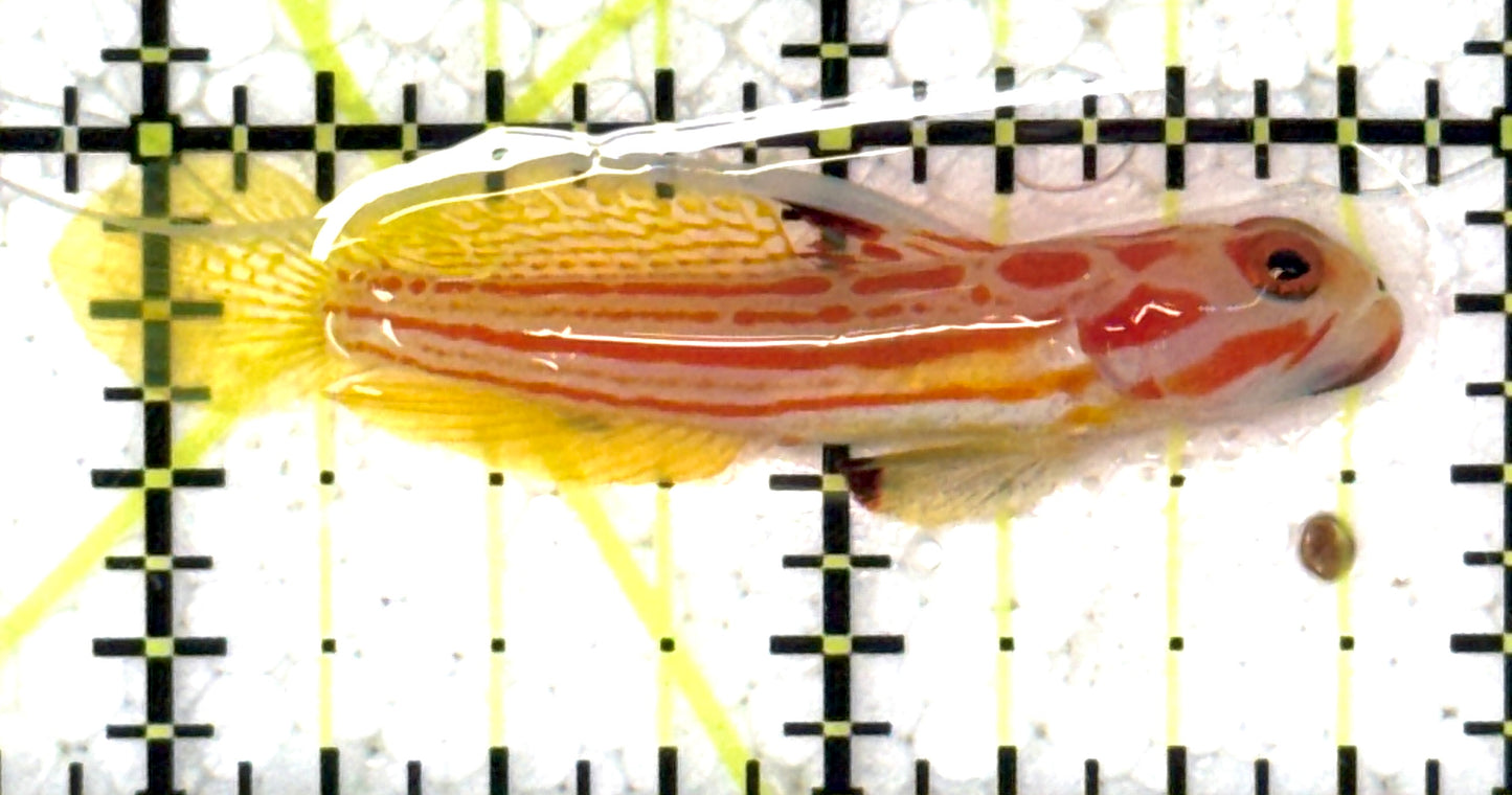 Yasha Goby YG120901 WYSIWYG Size: S 2" approx