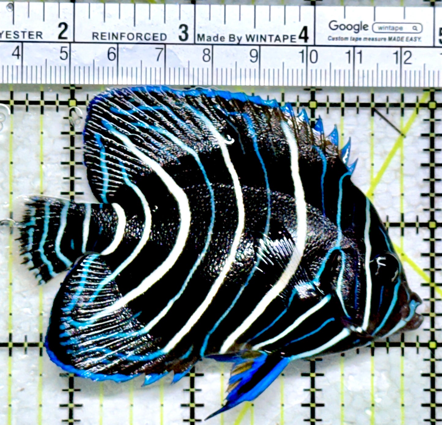 Koran Angelfish Juvenile KAJ110601 WYSIWYG Size: L 3.5"