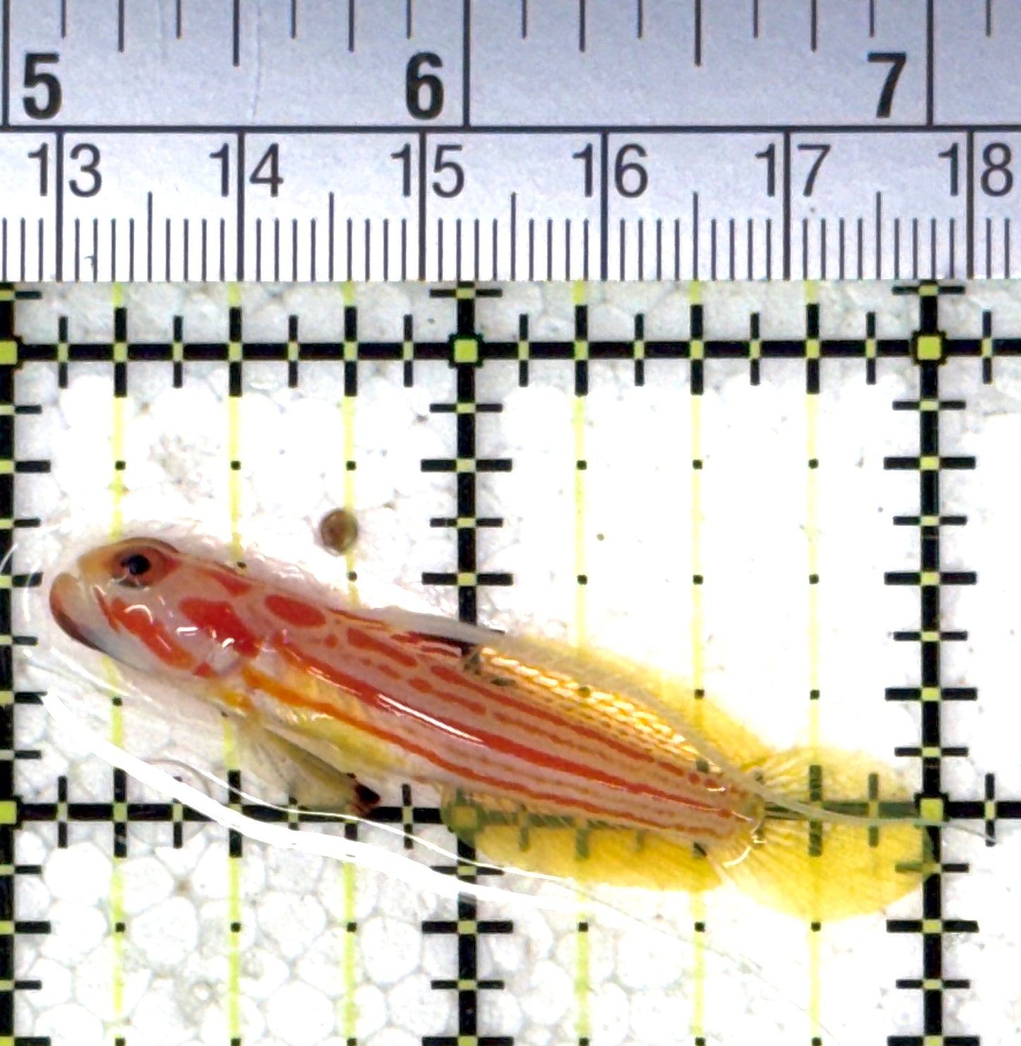 Yasha Goby YG120901 WYSIWYG Size: S 2" approx