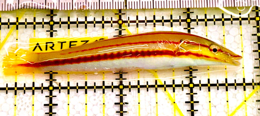 Cigar Wrasse CW041701 WYSIWYG Size: SHOW 3.5" approx