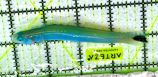Blue Gudgeon Dartfish BGD041701 WYSIWYG Size: L 4" approx