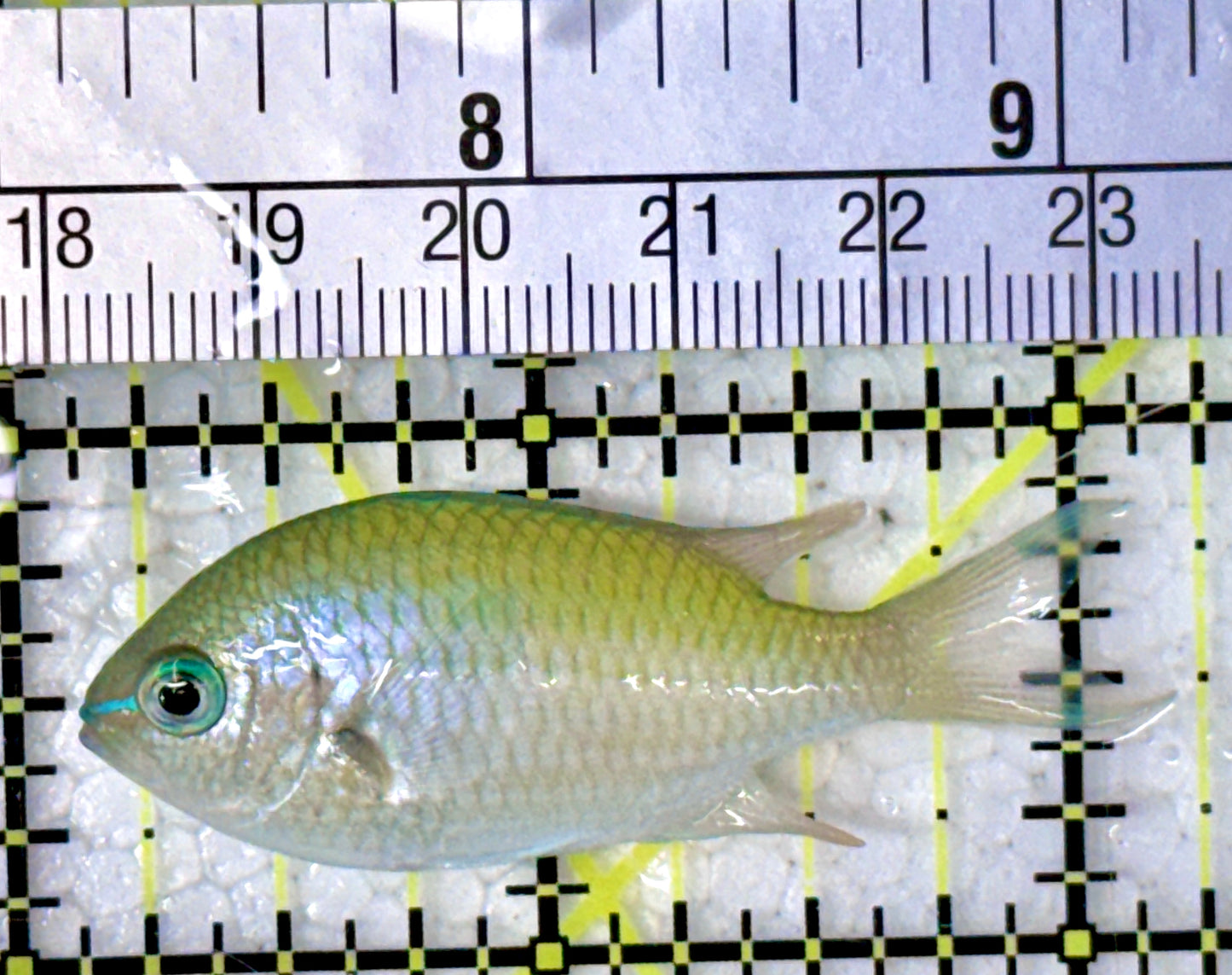 Green Chromis Fish GCF120701 WYSIWYG Size: S 2"