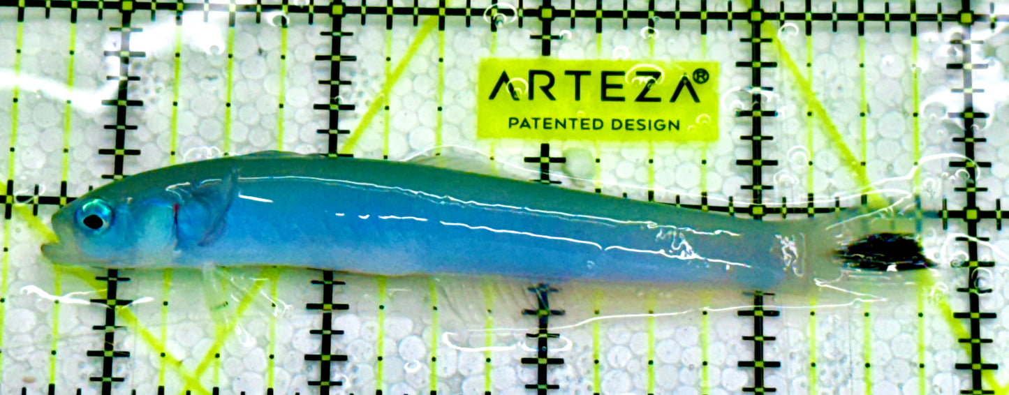 Blue Gudgeon Dartfish BGD041701 WYSIWYG Size: L 4" approx