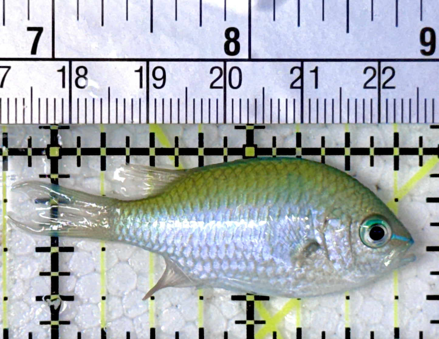Green Chromis Fish GCF120701 WYSIWYG Size: S 2"