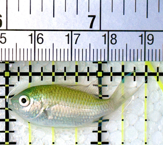 Green Chromis Fish GCF120702 WYSIWYG Size: S 1.5"