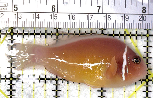 Pink Skunk Clownfish PSC120901 WYSIWYG Size: L 3" approx