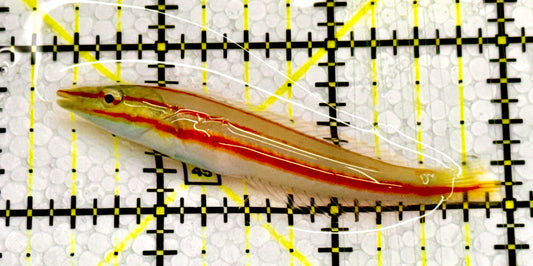 Cigar Wrasse CW041702 WYSIWYG Size: M 2.5" approx