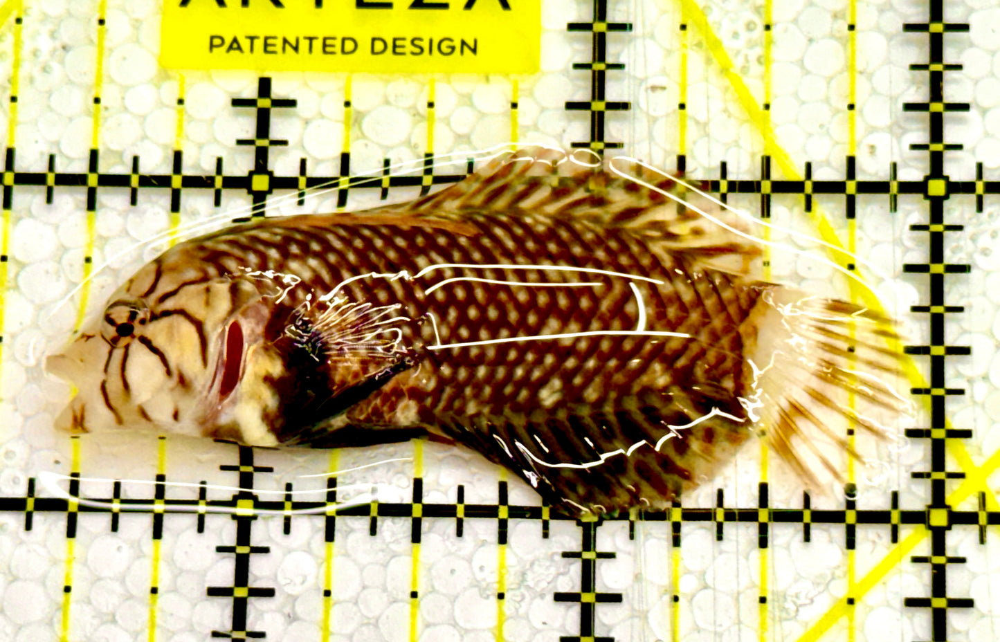 Dragon Wrasse DW041304 WYSIWYG Size: M 2.5" approx