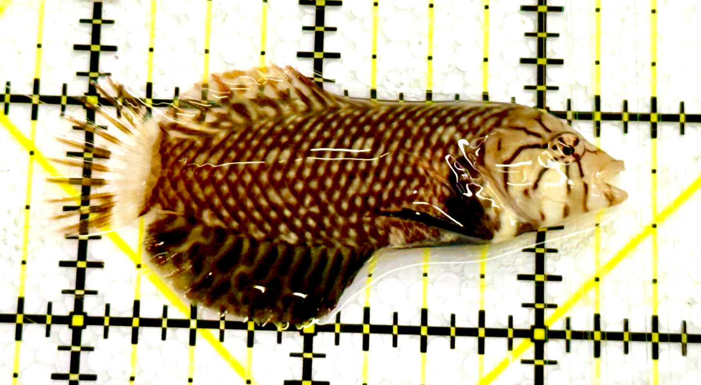 Dragon Wrasse DW041304 WYSIWYG Size: M 2.5" approx