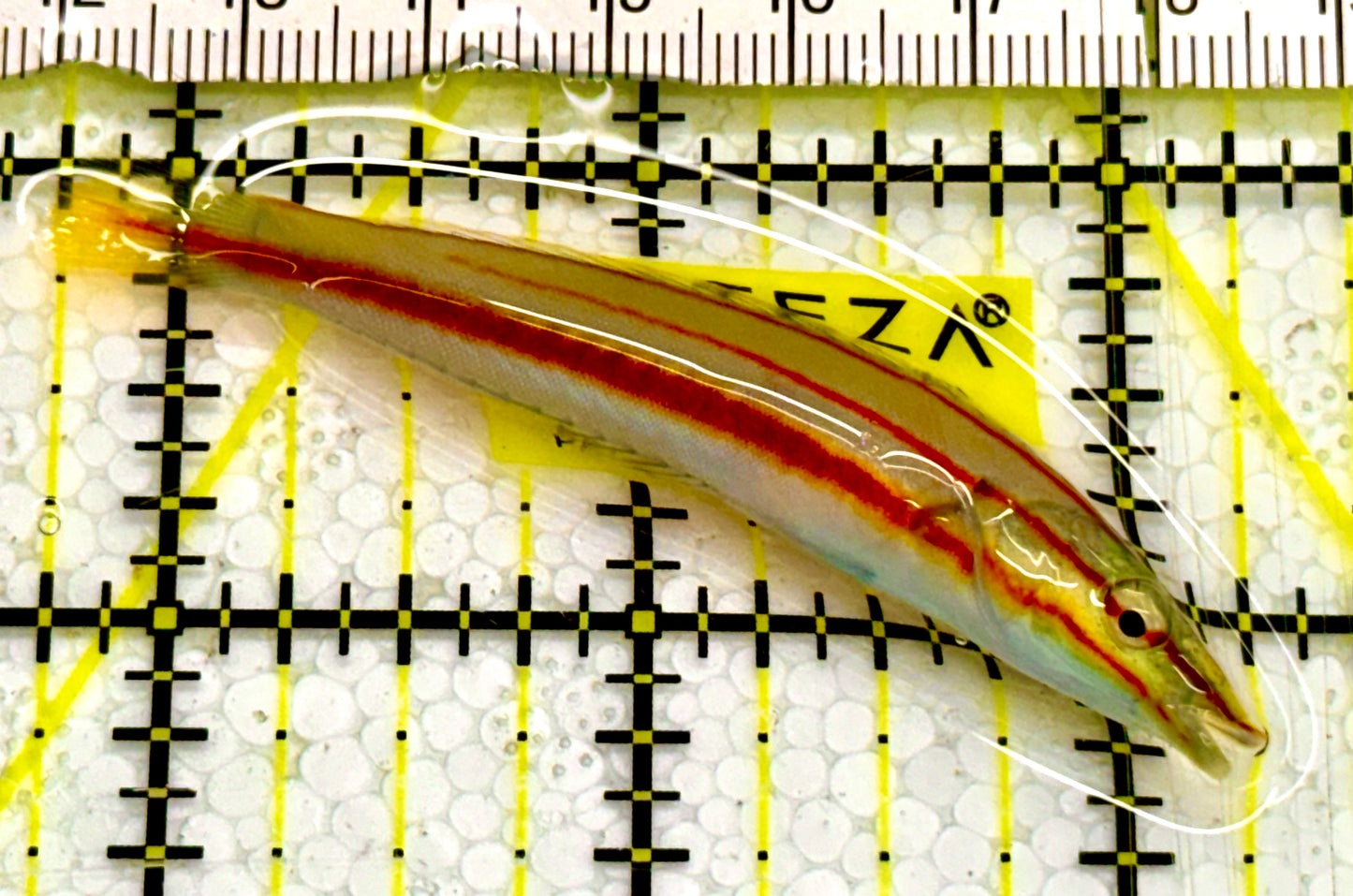 Cigar Wrasse CW041703 WYSIWYG Size: M 2.5" approx