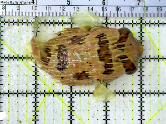 Long Spine Porcupine Pufferfish LPP051302 WYSIWYG Size: M 3.5”