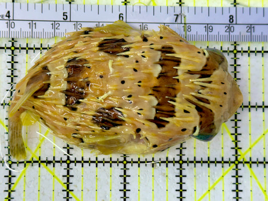 Long Spine Porcupine Pufferfish LPP051303 WYSIWYG Size: L 4.5”